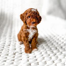 Draco - Red  male Goldendoodle puppy in Springville, Utah from Happy Doodle