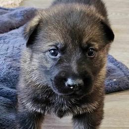 German Shepherds from Wilhelm Hausen