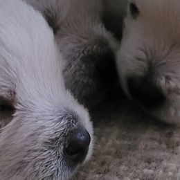 West Highland White Terriers from Larissa Bloom