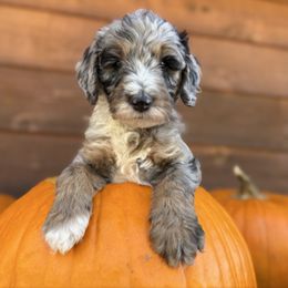 Biscuits and Gravy - Grey Collar - Blue merle male Bernedoodle puppy in Buena Vista, Colorado from Mountain Poppy Bernedoodles