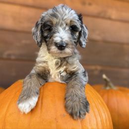 Biscuits and Gravy - Grey Collar - Blue merle male Bernedoodle puppy in Buena Vista, Colorado from Mountain Poppy Bernedoodles