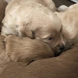 Australian Labradoodle Puppies from Forever Friends Labradoodles