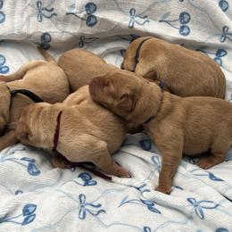 Black - Yellow male Labrador Retriever puppy in Heath Springs, South Carolina from Rich Hill Retrievers