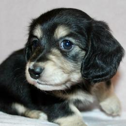Sassy - Black and cream female Dachshund puppy in Roanoke, Alabama from 3B Doxies