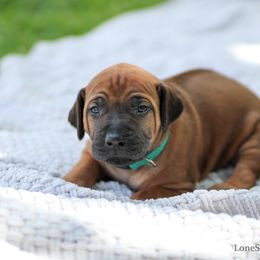 Elton - Rd whtn blk nose male Rhodesian Ridgeback puppy in Round Rock, Texas from Lone Star Ridgebacks