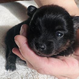 Damian - Black and tan male Pomeranian puppy in Garvin, Oklahoma from Hochatown Awesome Aussies