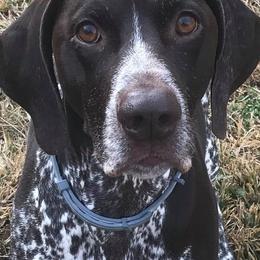 German Shorthaired Pointers from Madrone German Shorthaired Pointers