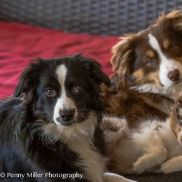 Miniature Australian Shepherd All Grown Up from Tincture of Thyme