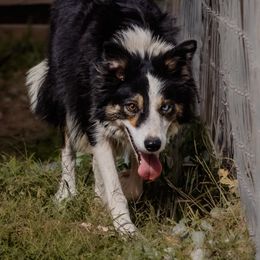 Spark - Border Collie