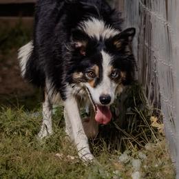 Spark - Border Collie