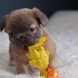 Mocha - Blue fawn female French Bulldog puppy in Madison, Alabama from Moss Bulldog's Home