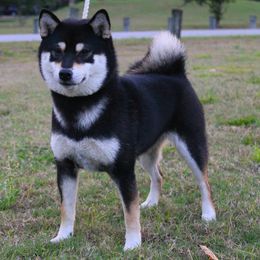 Shiba Inu All Grown Up from Boomlay Shiba
