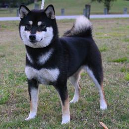 Shiba Inu All Grown Up from Boomlay Shiba