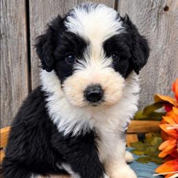 Girl 1 - Black tri-color female Aussiedoodle puppy in Mouth Of Wilson, Virginia from Holly Ridge Aussies, Aussiedoodles & Corgis