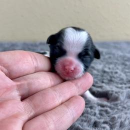 Mr Blue Collar - Black and white male Mal-Shi puppy in Poolville, Texas from Tx Pups
