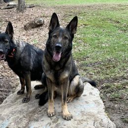 German Shepherds from Vom Hügel Shepherds