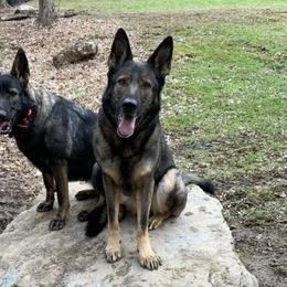 German Shepherds from Vom Hügel Shepherds