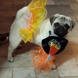 Hoskinspugs - Fawn female Pug puppy in Olympia, Washington from Hoskinspugs