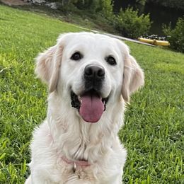 Tori - Golden Retriever