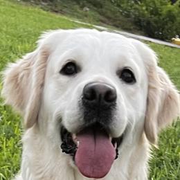 Tori - Golden Retriever