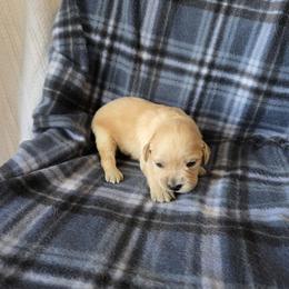Bonnie - Golden female Golden Retriever puppy in Menasha, Wisconsin from Kreger's K9s