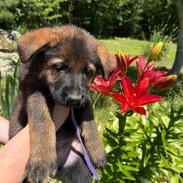 Veronica - Sable female German Shepherd puppy in Winterport, Maine from Vom Stevens Old Fashioned German Shepherds