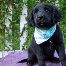 Border Collie Puppies from Turbo Border Collies & Coltrievers