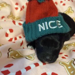 Rudolph - Black & white male Maltipoo puppy in Walterboro, South Carolina from Puddlejumpers