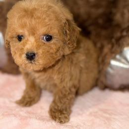 Sugar - Red female Maltipoo puppy in San Diego, California from Maltipoos SD