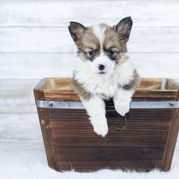 Girl 2 - Red Pembroke Welsh Corgi puppy in Roanoke, Alabama from Oak Leaf Circle Corgis