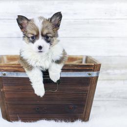 Girl 2 - Red Pembroke Welsh Corgi puppy in Roanoke, Alabama from Oak Leaf Circle Corgis