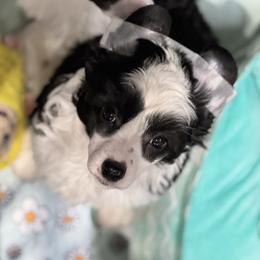 Squid - Black and white female Chinese Crested puppy in New Smyrna Beach, Florida from FronkLinn Kennel