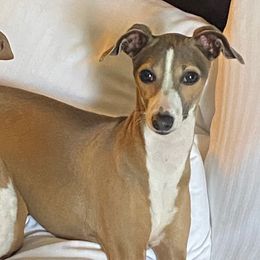 Italian Greyhounds from The Breeder's Assistant
