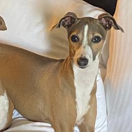Italian Greyhounds from The Breeder's Assistant