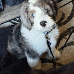 Bernedoodle and Goldendoodle Puppies from Doting Doodles