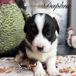 Daphne with slight mismark - Black and white female Cardigan Welsh Corgi puppy in Casper, Wyoming from Flying Note Shorties