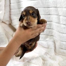 Chocolate and cream girl - Chocolate and cream female Dachshund puppy in Wilton, California from Ranch Raised Doxies