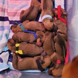 Rhodesian Ridgeback Puppies from Monarch Rhodesian Ridgebacks