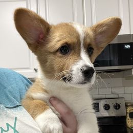 Boy 3 - Red Pembroke Welsh Corgi puppy in Roanoke, Alabama from Oak Leaf Circle Corgis