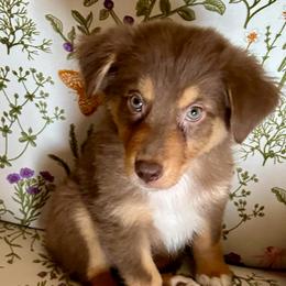 I'm A Country Boy - Red tri-color male Australian Shepherd puppy in Alamogordo, New Mexico from Two Nichols Aussies