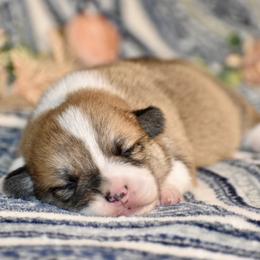 Michelangelo - Red male Pembroke Welsh Corgi puppy in East Canton, Ohio from Victorian Farms