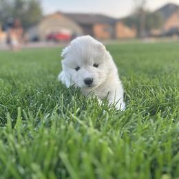 Samoyeds from Wheeler's Samoyeds