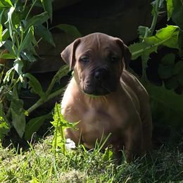 Green - Brown male Boerboel puppy in Naples, New York from Freedom Boerboels LLC
