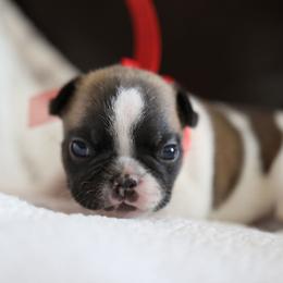 Red Collar - White and fawn male French Bulldog puppy in Wichita, Kansas from Phantasticus French Bulldogs