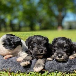 Miniature Schnauzer Puppies from Fur Covered Angels
