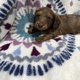 Tom(AKC)1600 - Red male Dachshund puppy in Mansfield, Missouri from Owens Farm