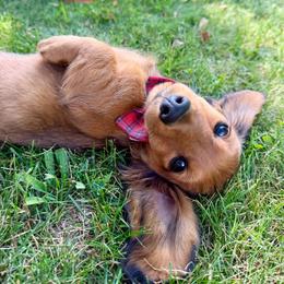 Gucci - Red male Dachshund puppy in Michigan from Hidden Haven Dachshunds