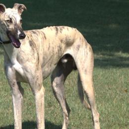 Teach - Greyhound