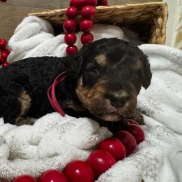 Stevie Nicks - Phantom female Bernedoodle puppy in Gilbert, Arizona from The Berne Barn... it’s a Doodle thing!