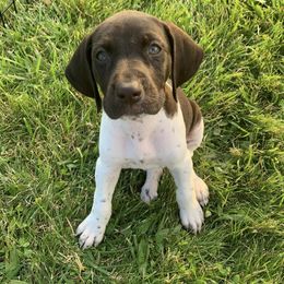 German Shorthaired Pointers from Breslin German Shorthaired Pointers
